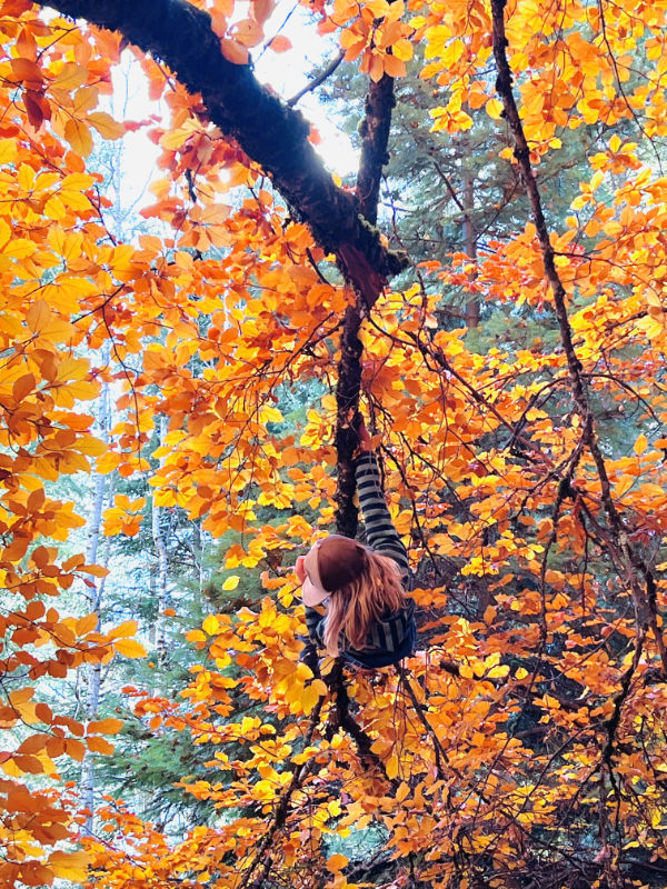 Boy climbing high in a tree during outdoor learning at Roots To Sky Forest School in Nelson BC